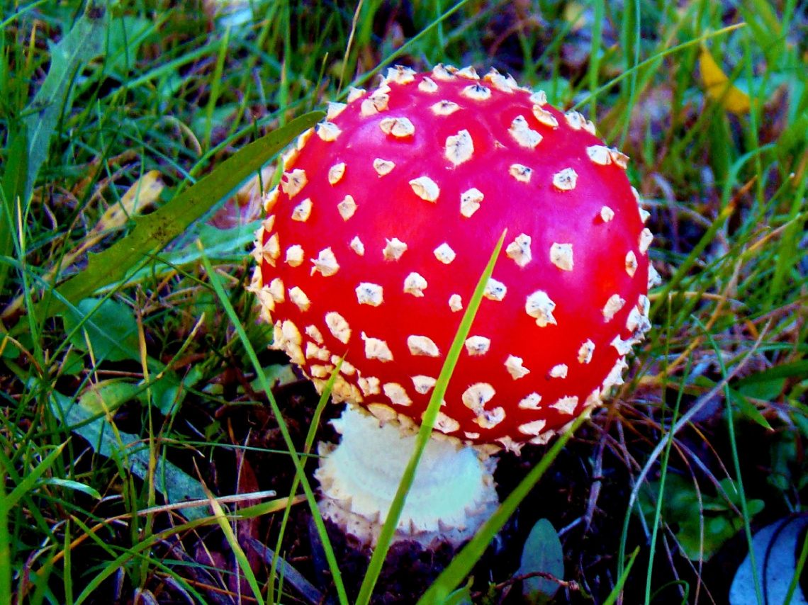 FLIEGENPILZ