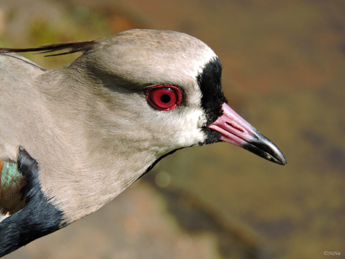 Vanellus chilensis 