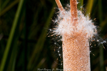 Cotton From Water