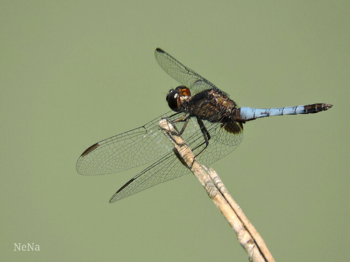Blue dragonfly 