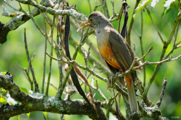 Singing 