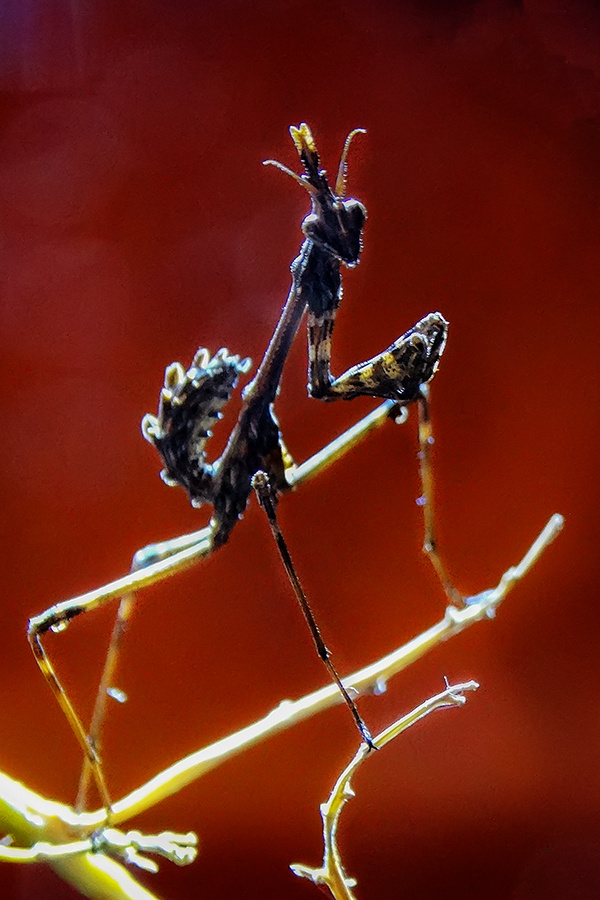 Mantis