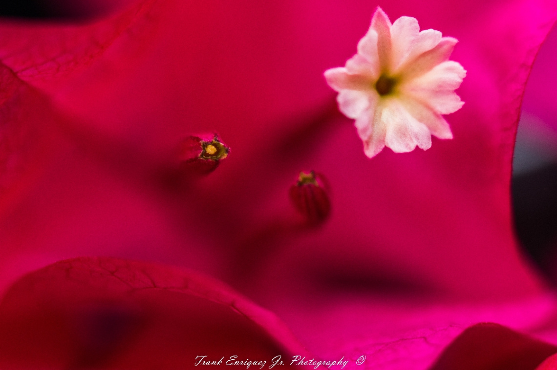 The 'beauty' of 'little'