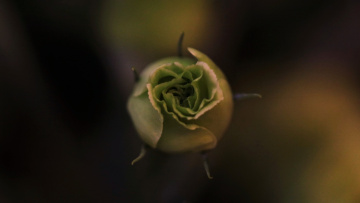 Green...