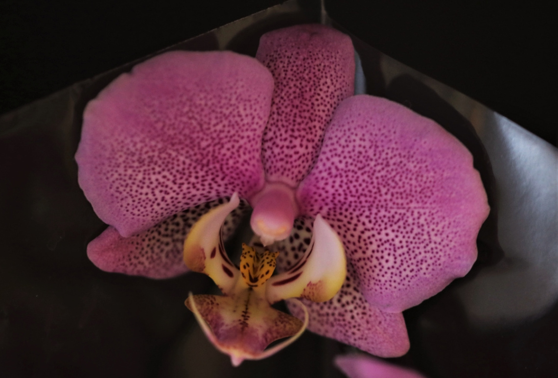 Orchid