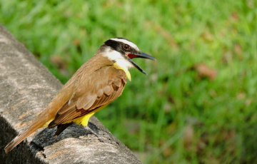 Bem-te-vi