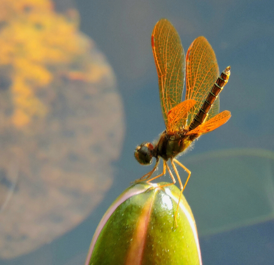 Mini Dragonfly 