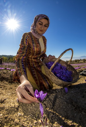Safran Hasadı