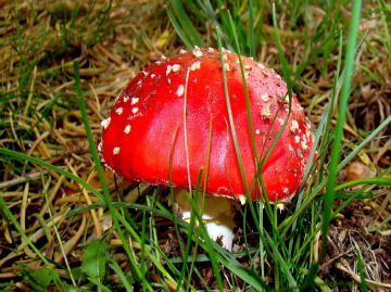 FLIEGENPILZ