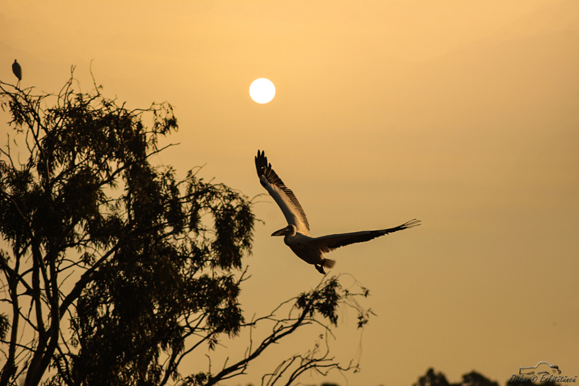 Pelican flying into the sunset 