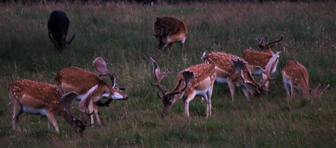 Together on the plain