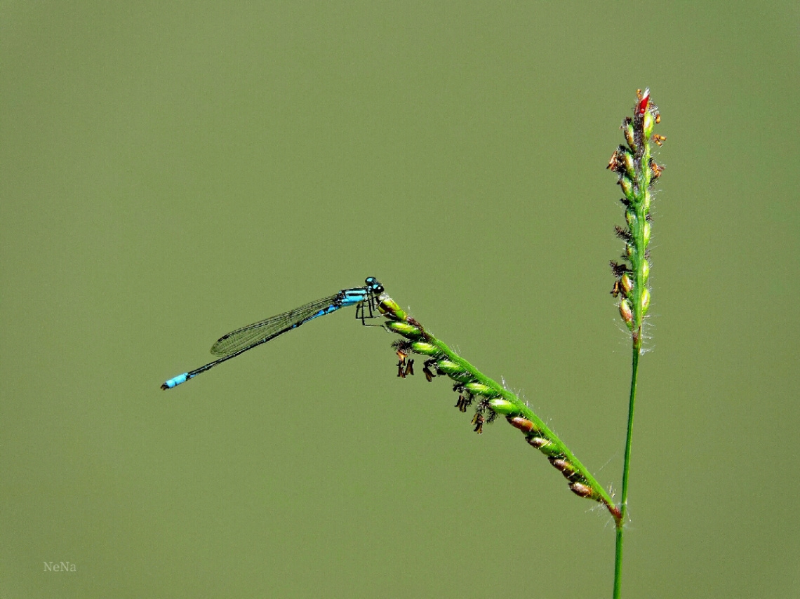 Delicate 