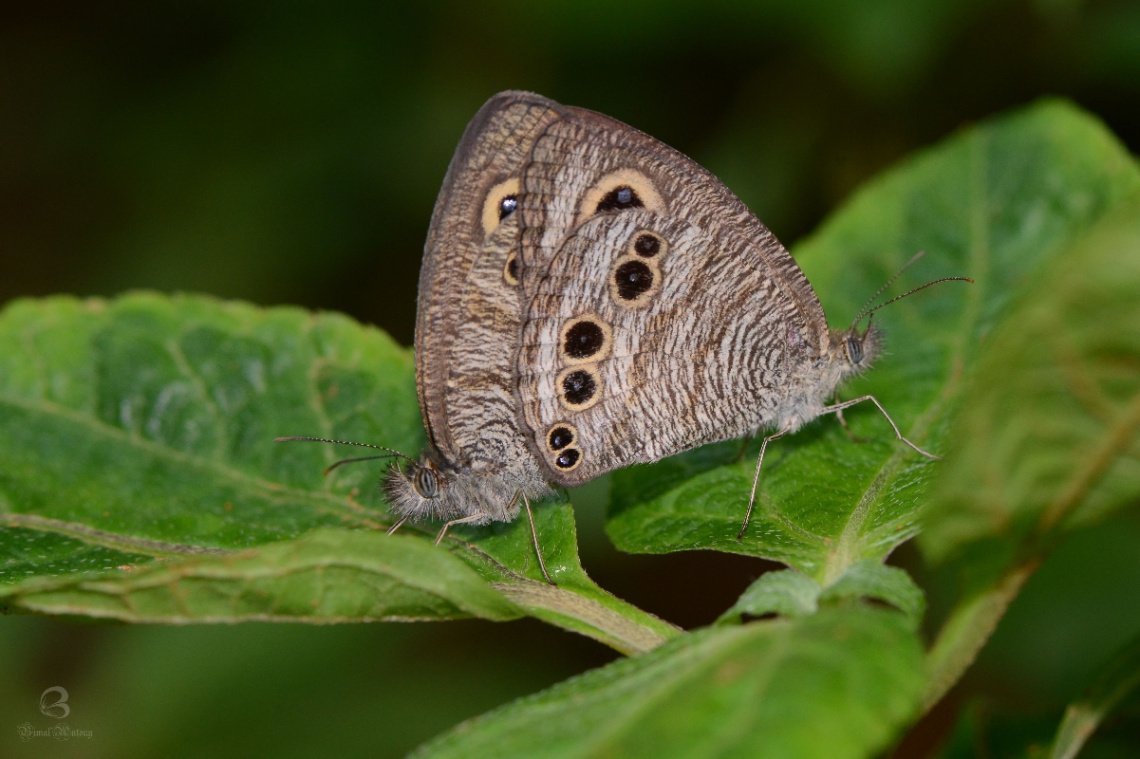 butterflies mating