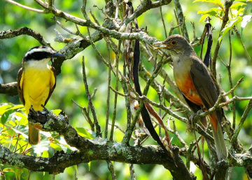 Chatting...