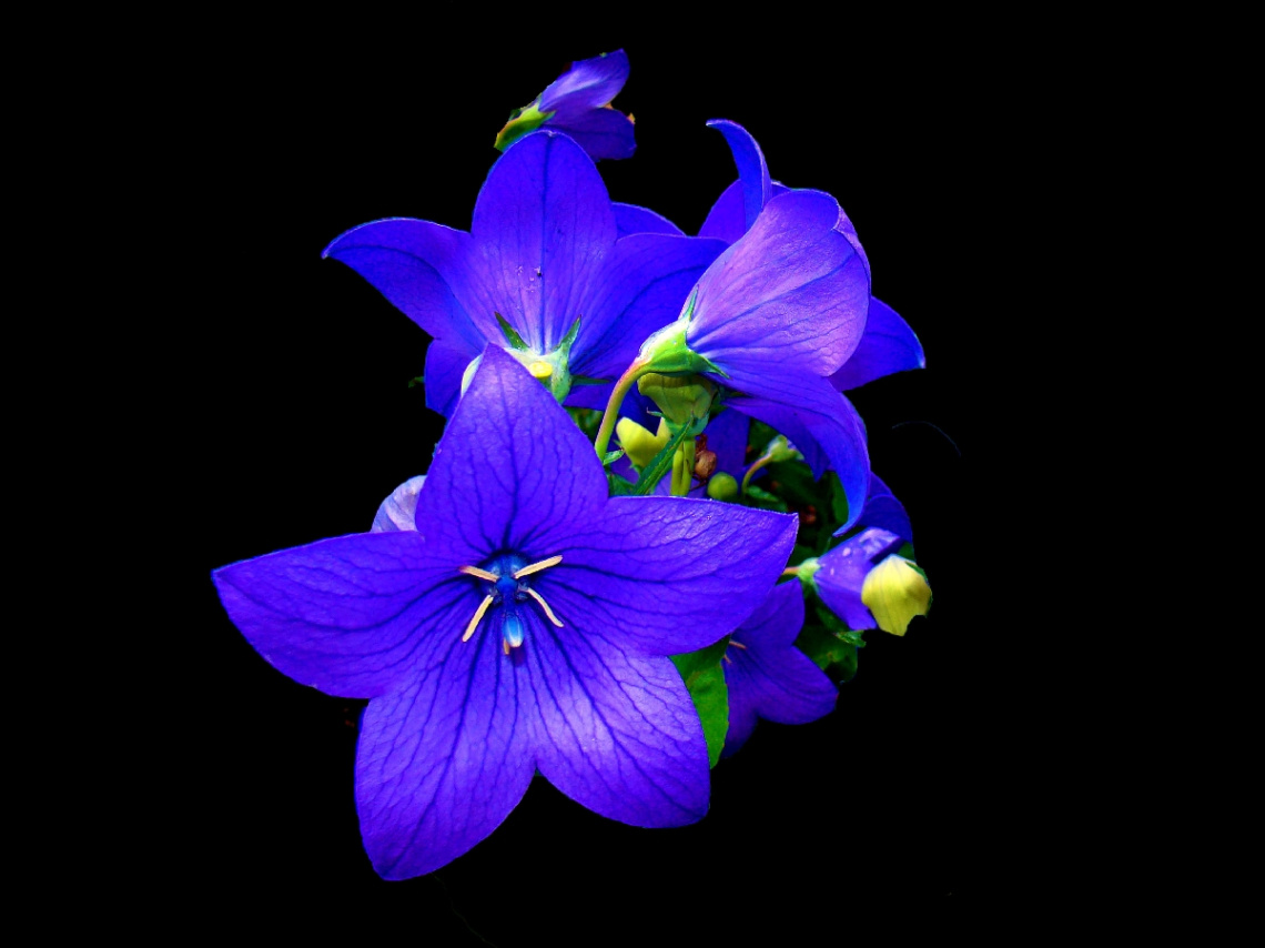 BLÜTEN