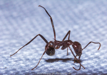 I'd Like To Introduce You To, My Ant