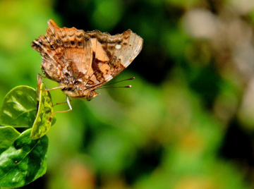 Borboleta 