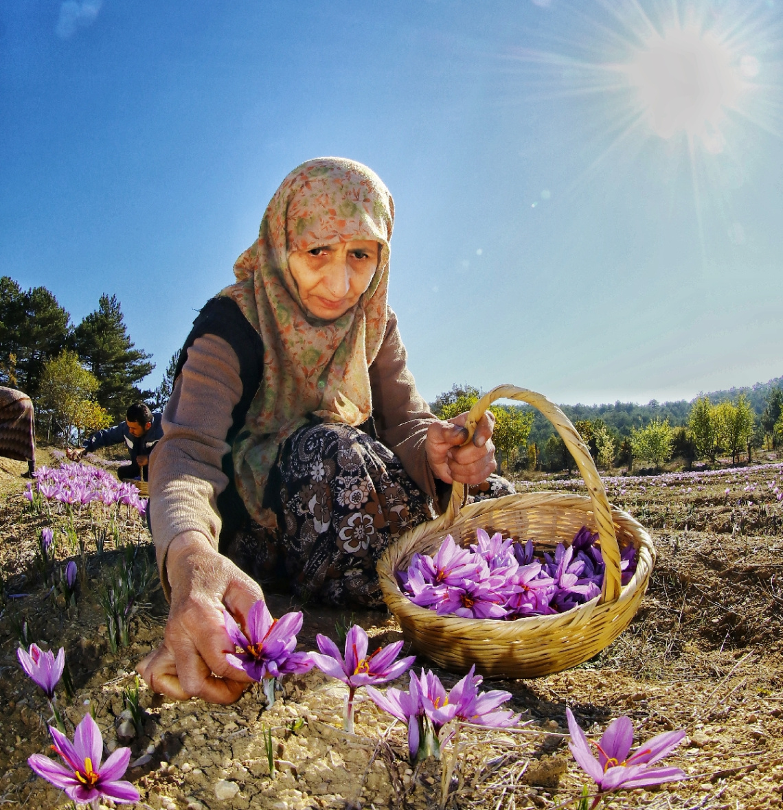 Safran Hasadı