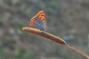 Kelebek