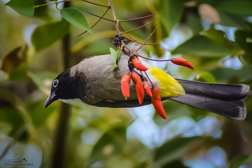 White-spectacled Bulbul 