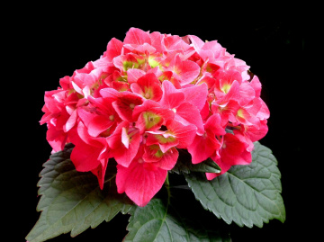 BLÜTEN