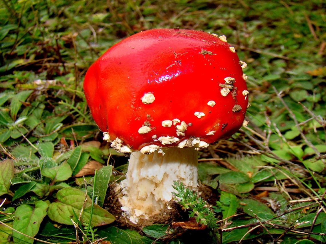 FLIEGENPILZ