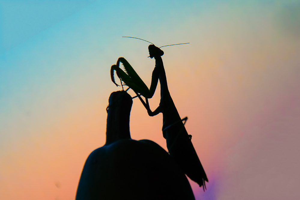 Mantis - Peygamber Devesi