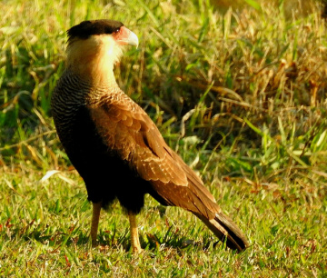 Caracará (Caracara plancus)