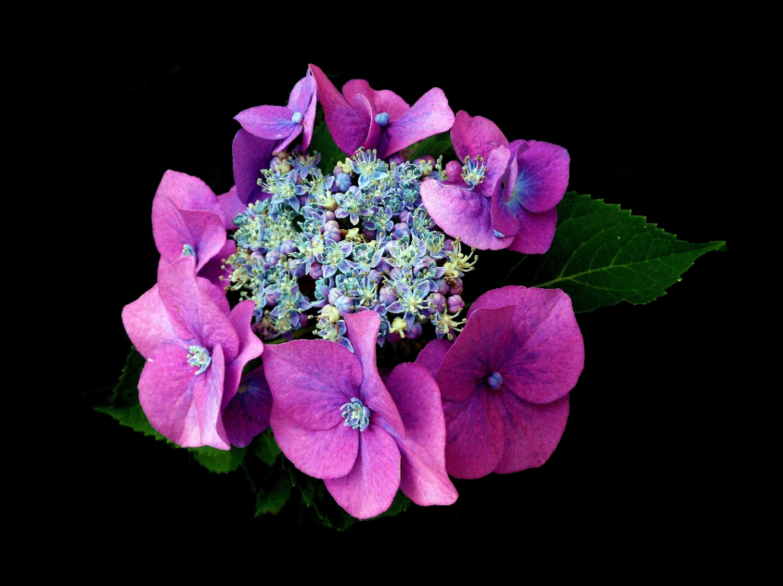 BLÜTEN