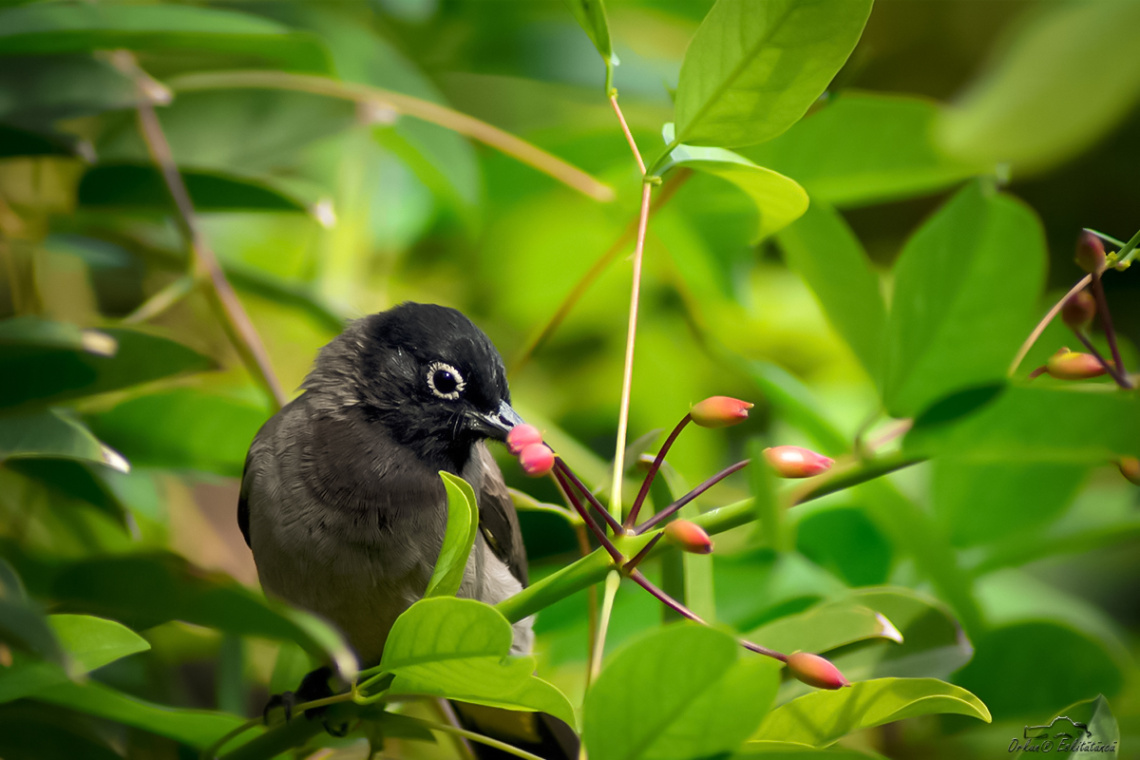 White-spectacled Bulbul 