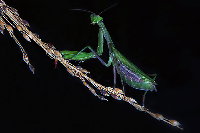 Mantis - Peygamber Devesi