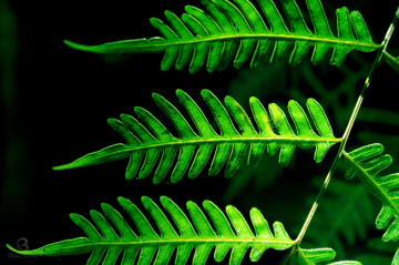 leaf