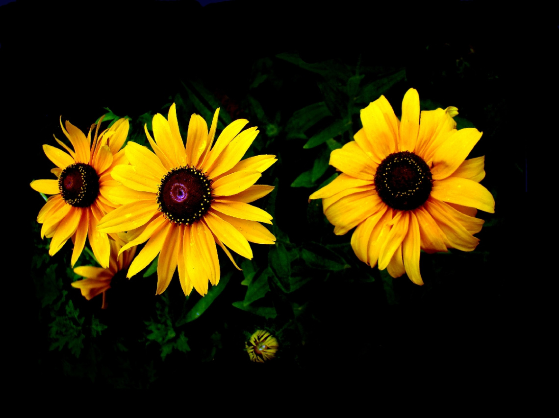 BLÜTEN