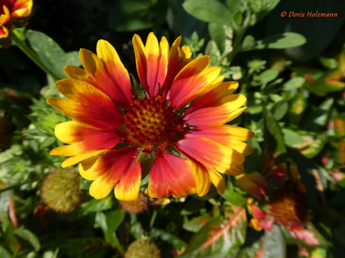 rot-gelbe Blüte