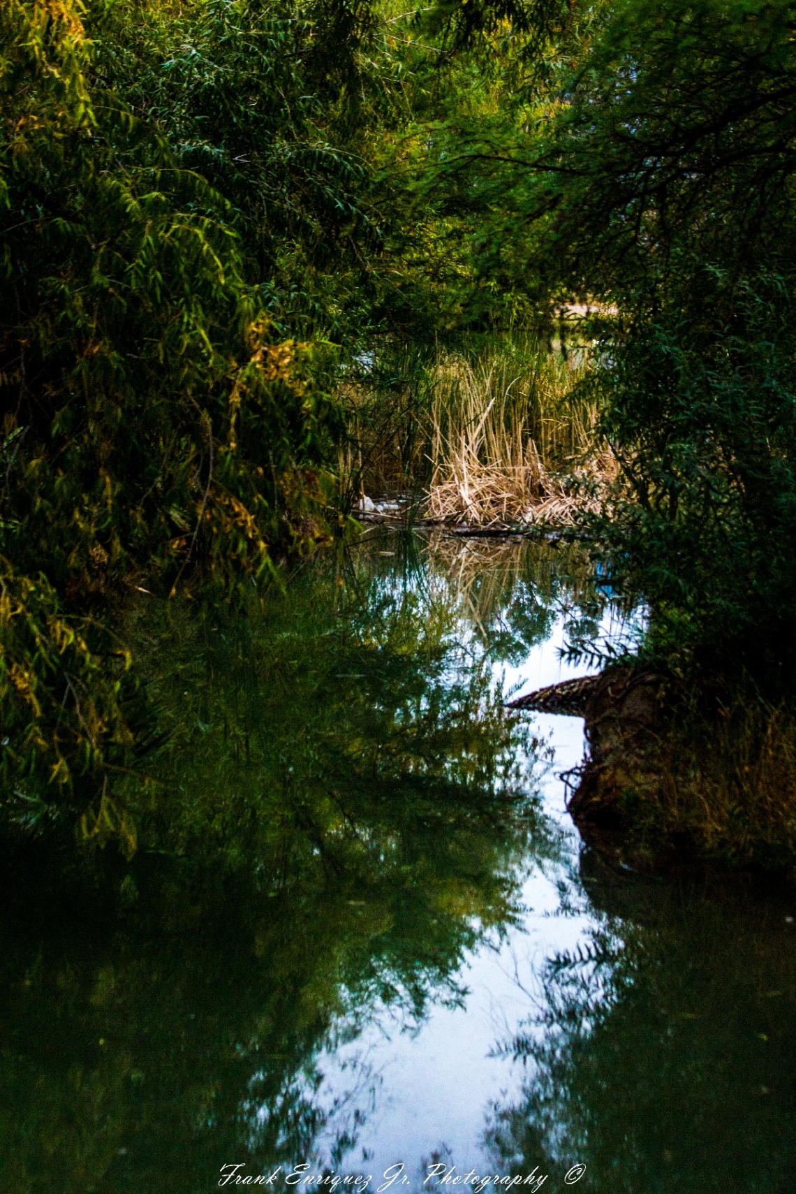 Oasis In The Sonoran Desert