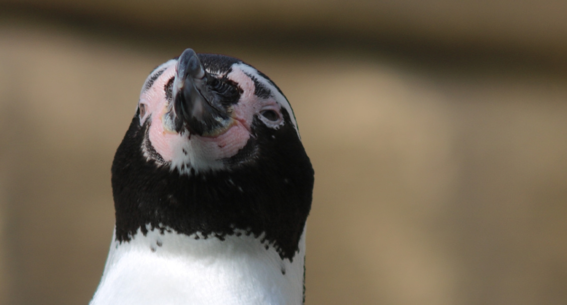 Close to a penguin