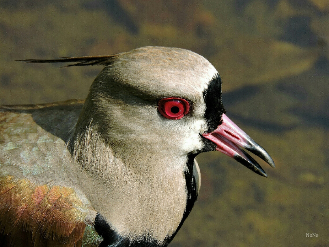Vanellus chilensis 