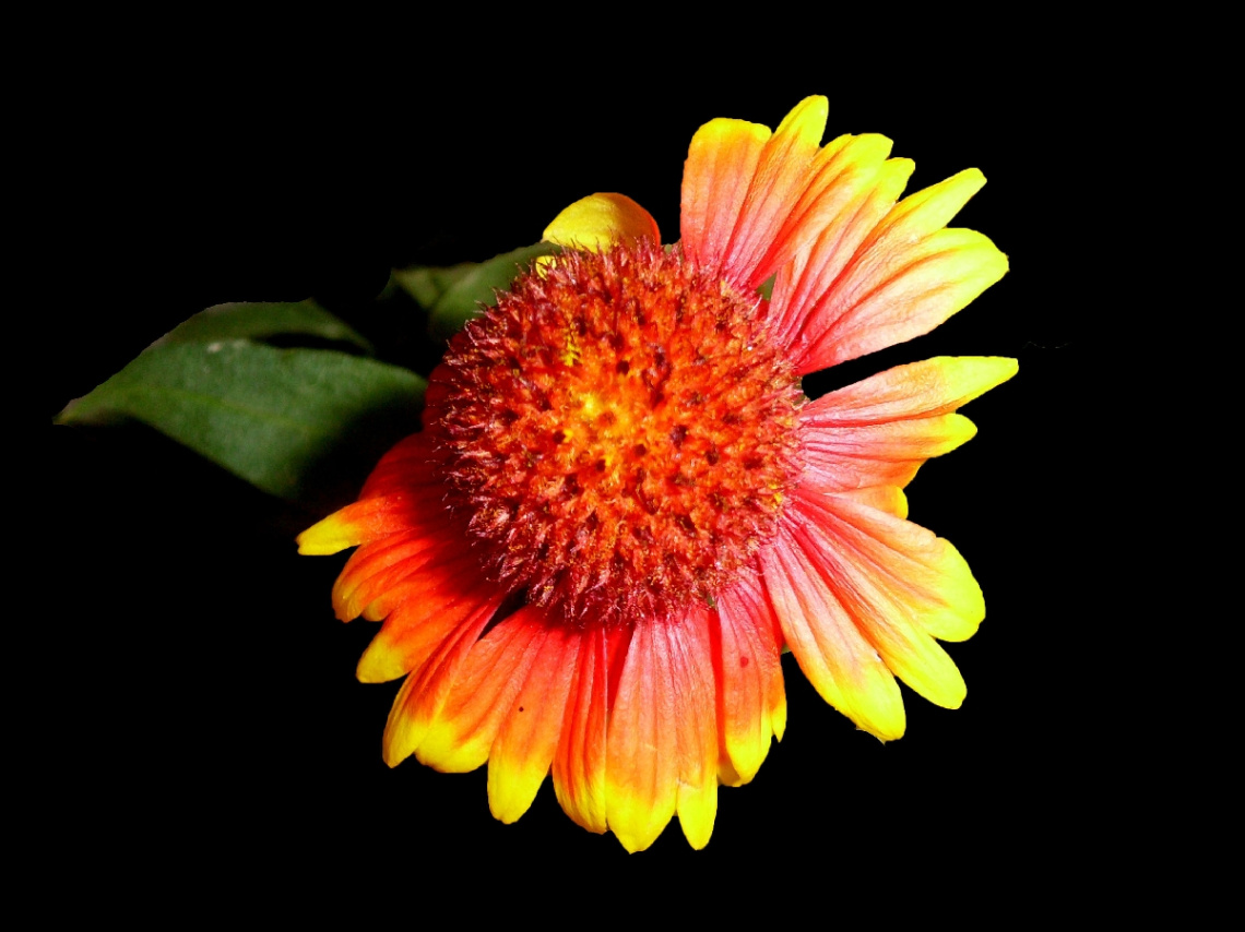 BLÜTE
