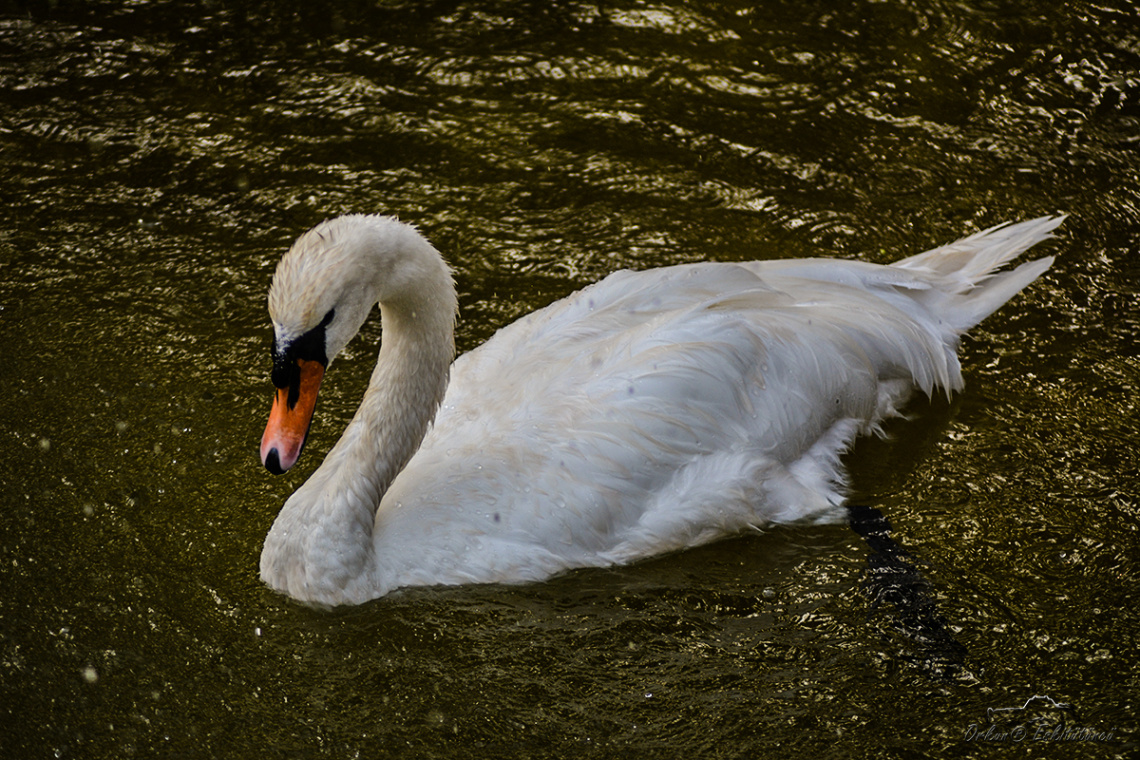 Sessiz kuğu - Mute Swan