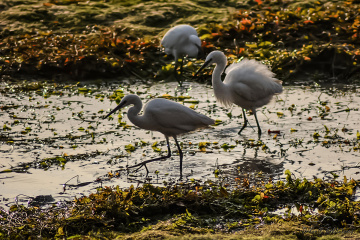 ak balıkçıl - white egret