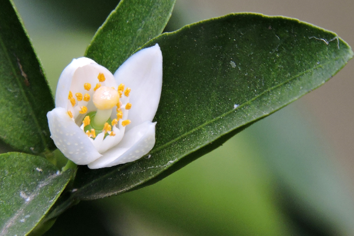 Orange flower