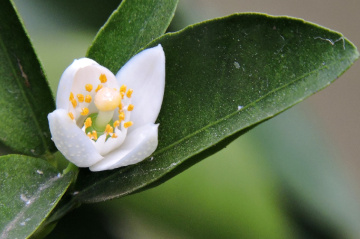 Orange flower