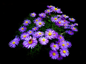 BLÜTEN