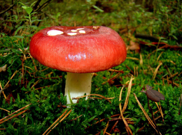 PILZ
