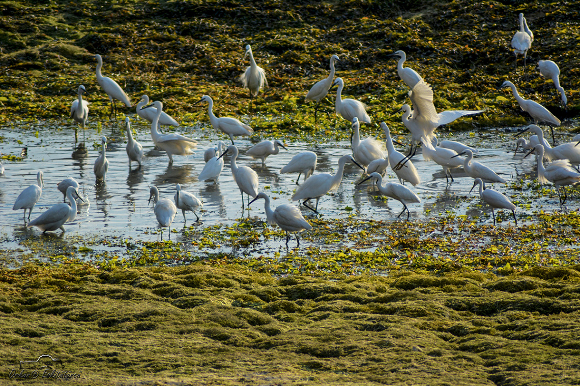 Group of white egret, 