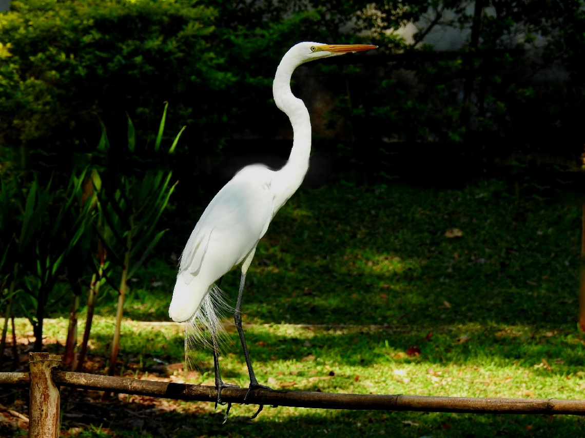 Great Egret 