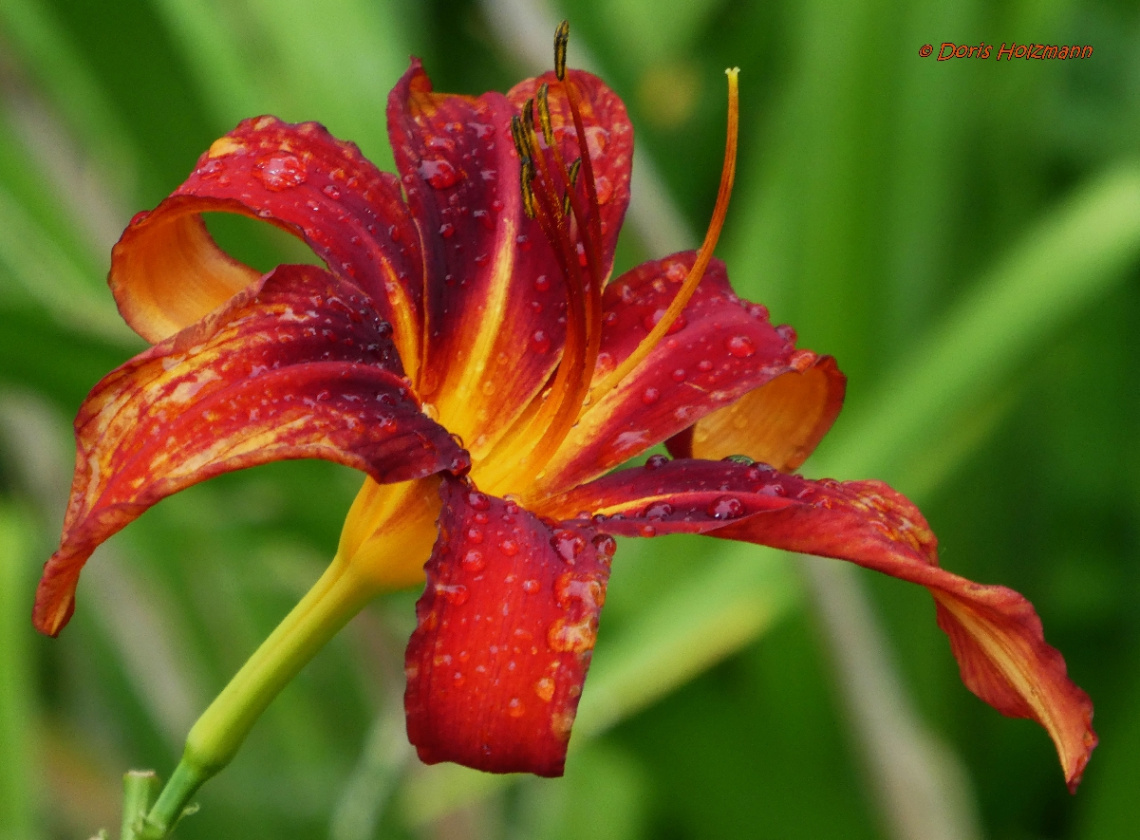 Blüte