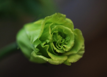 Green...