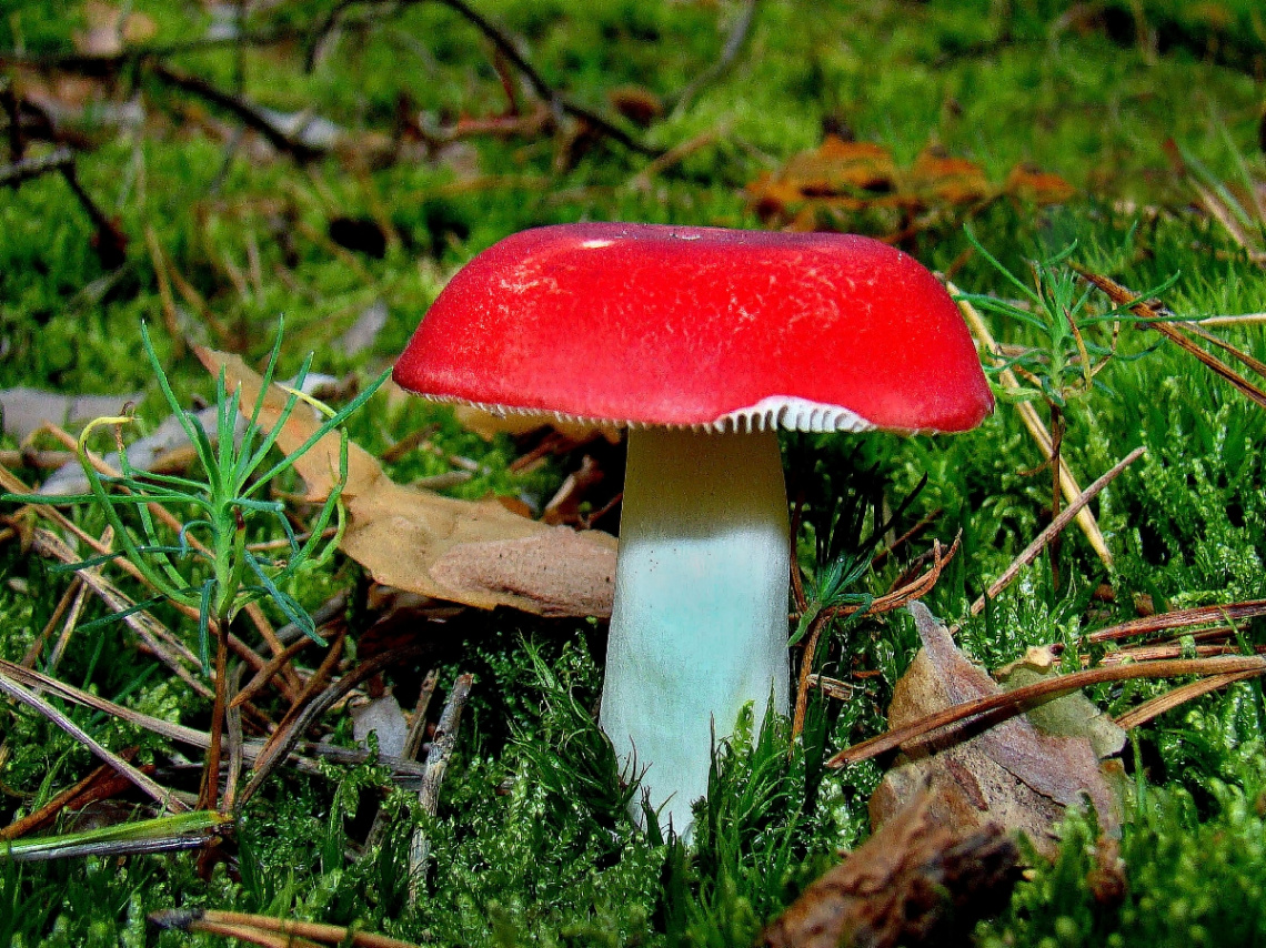 PILZ