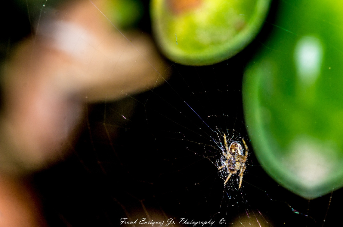 Itsy Bitsy Spider